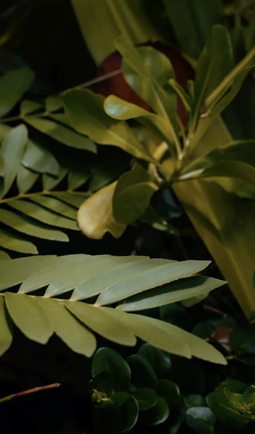 Root to Rise — la joya
