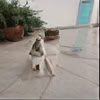 Iyengar Yoga con Susan Holmes