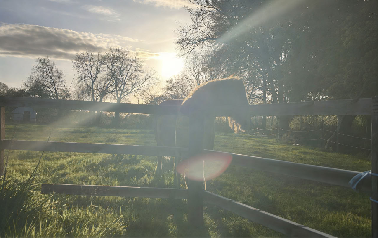 Connect with Heart Ritiro with the Horses