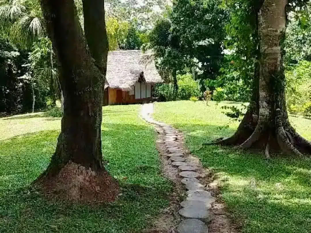 8 Giorni Ritiro di Ayahuasca e San Pedro – 26 Mag - 2 Giu