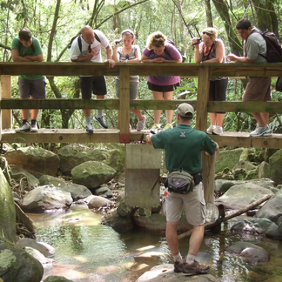 Passeggiata notturna nella foresta pluviale di El Yunque