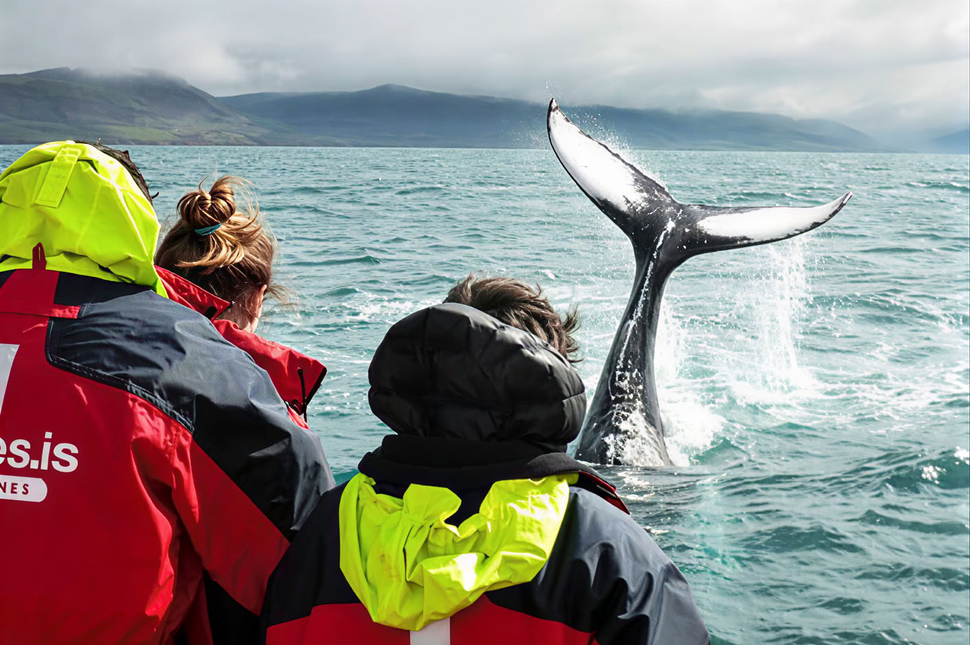 Whale Watching – 100% Whale Watching