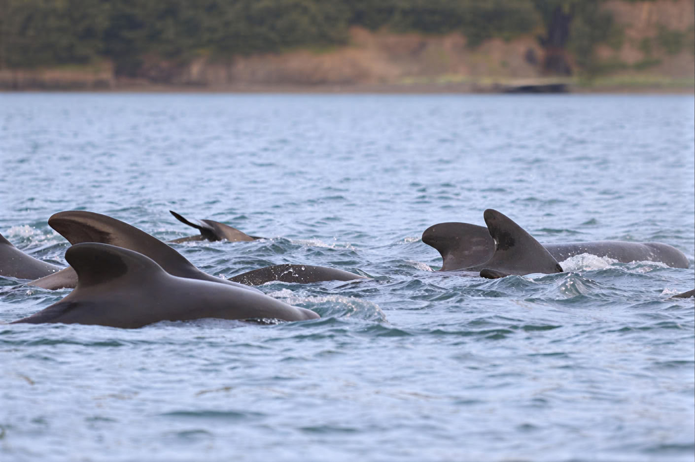 Akureyri Whale Watching