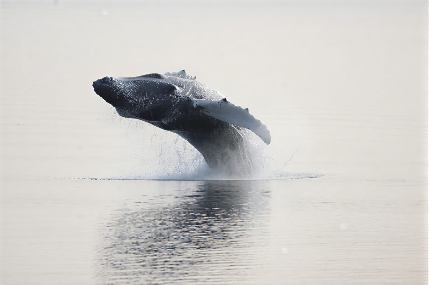 Akureyri Whale Watching