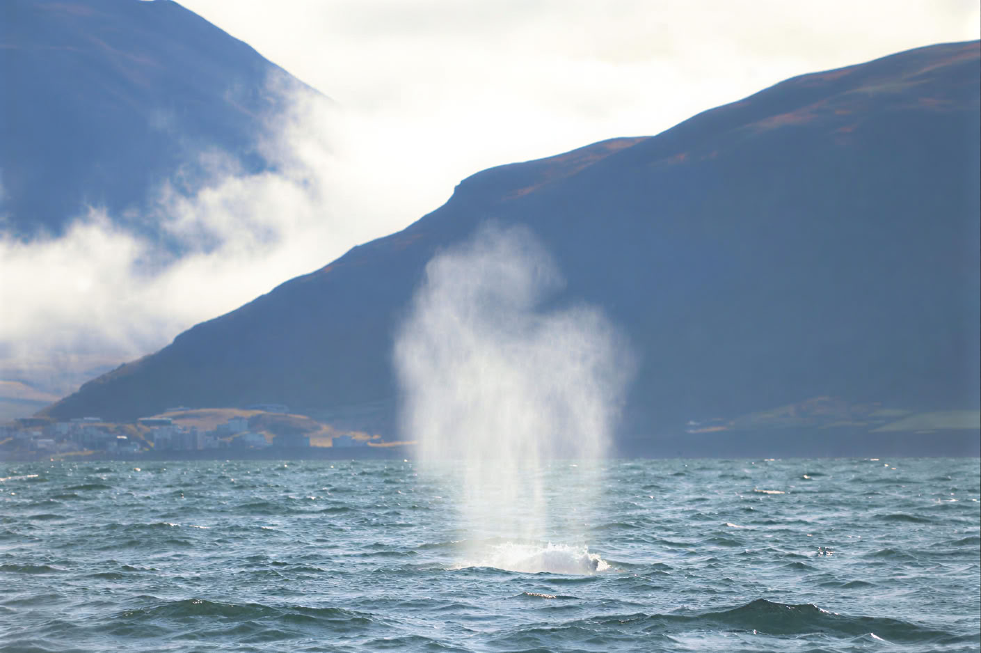 Akureyri Whale Watching