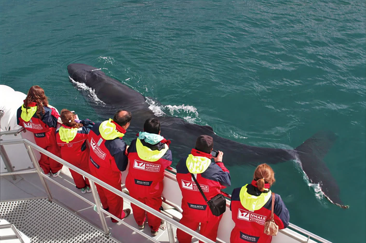 Akureyri Whale Watching