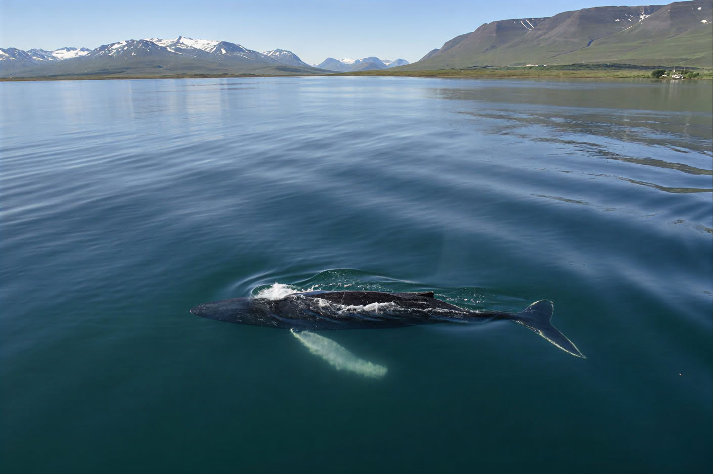 Akureyri Whale Watching