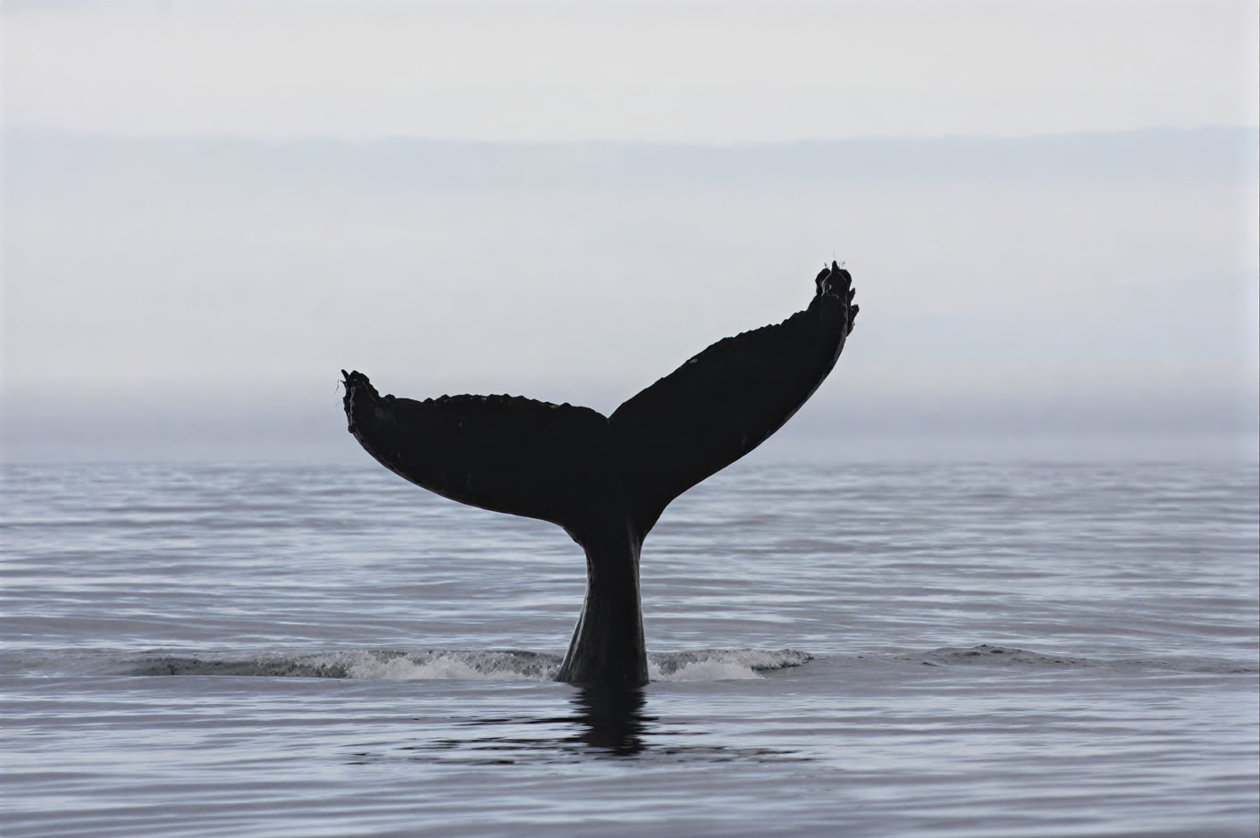 Akureyri Whale Watching