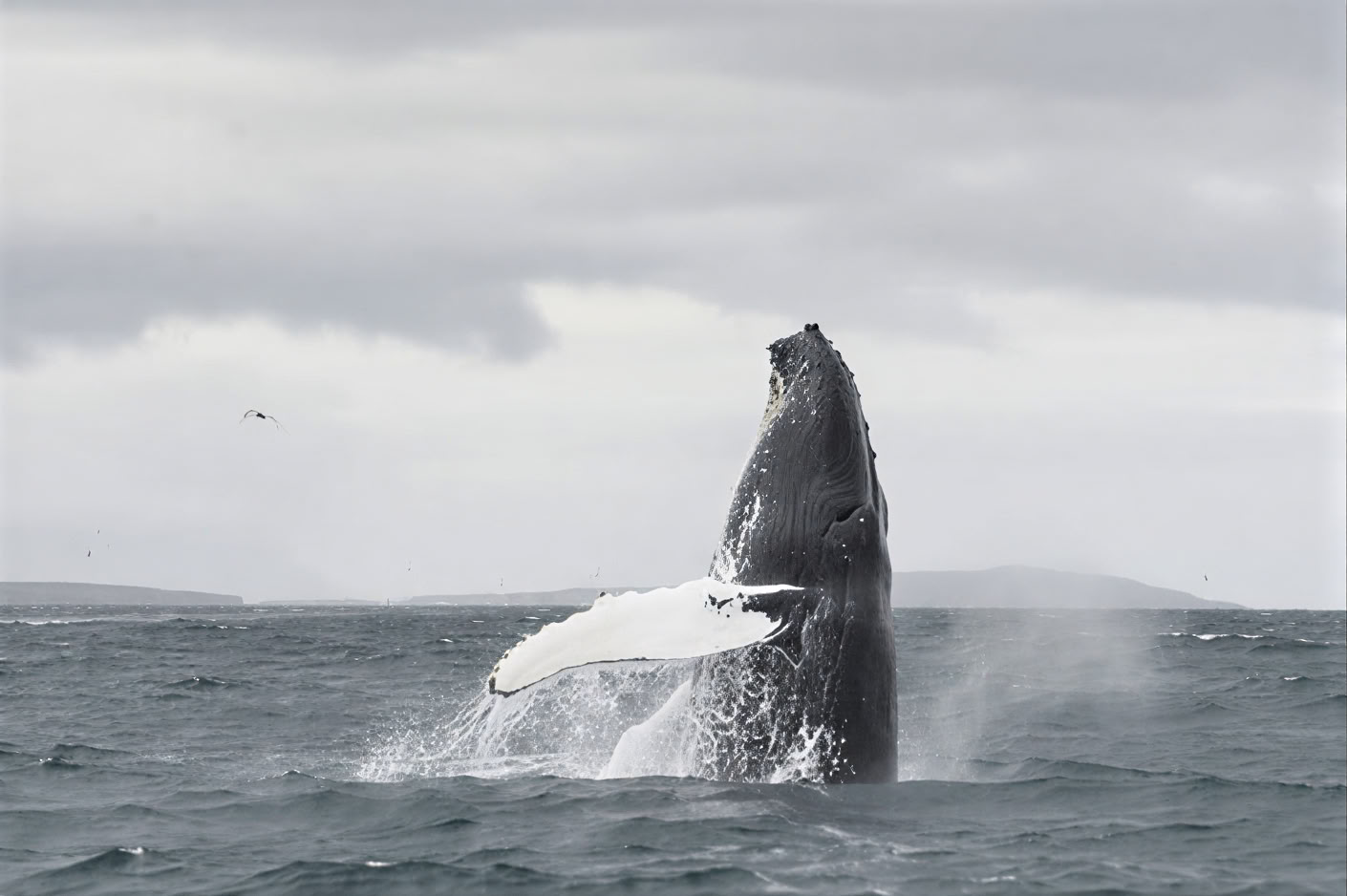 Akureyri Whale Watching