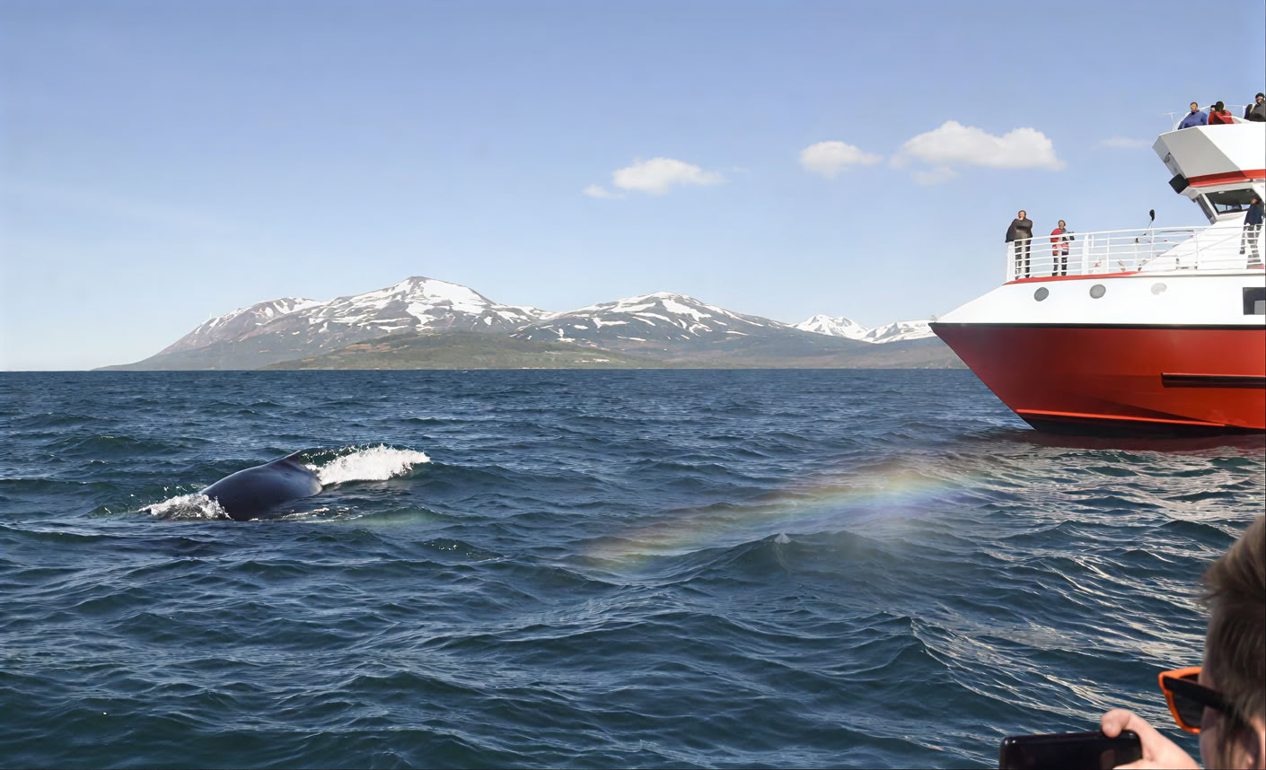 Akureyri Whale Watching