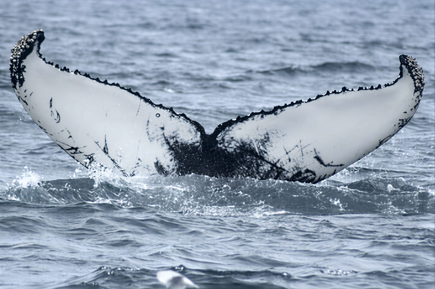 Akureyri Whale Watching