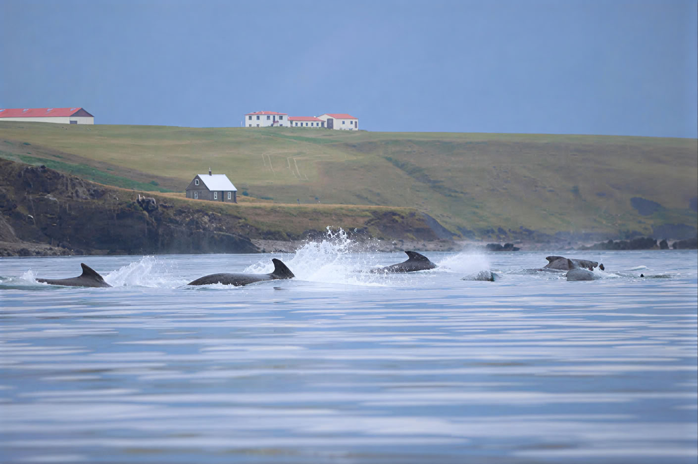 Akureyri Whale Watching