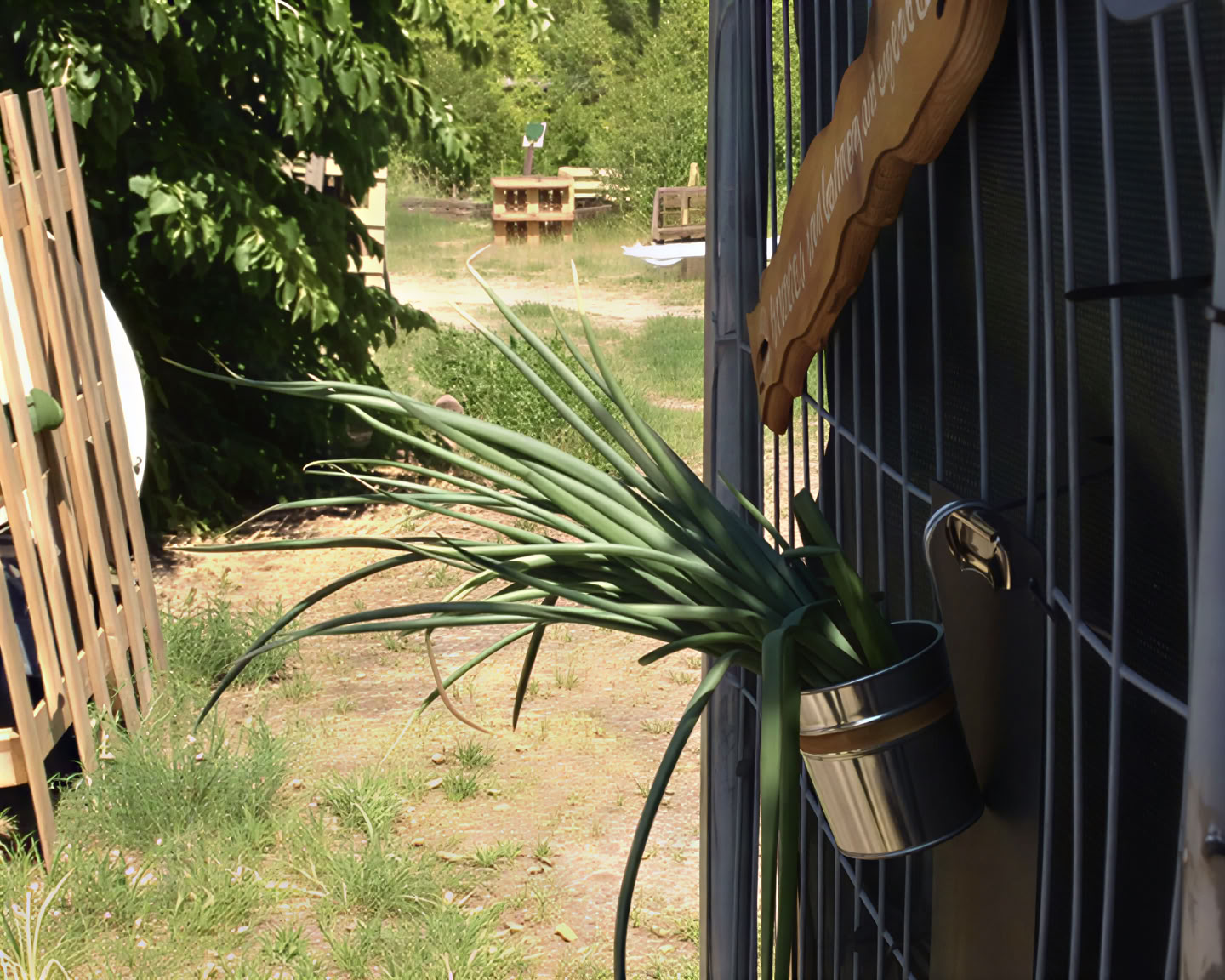 Wild Breathwork Berlin – Viaggio di Breathwork Sotto il Cielo Aperto