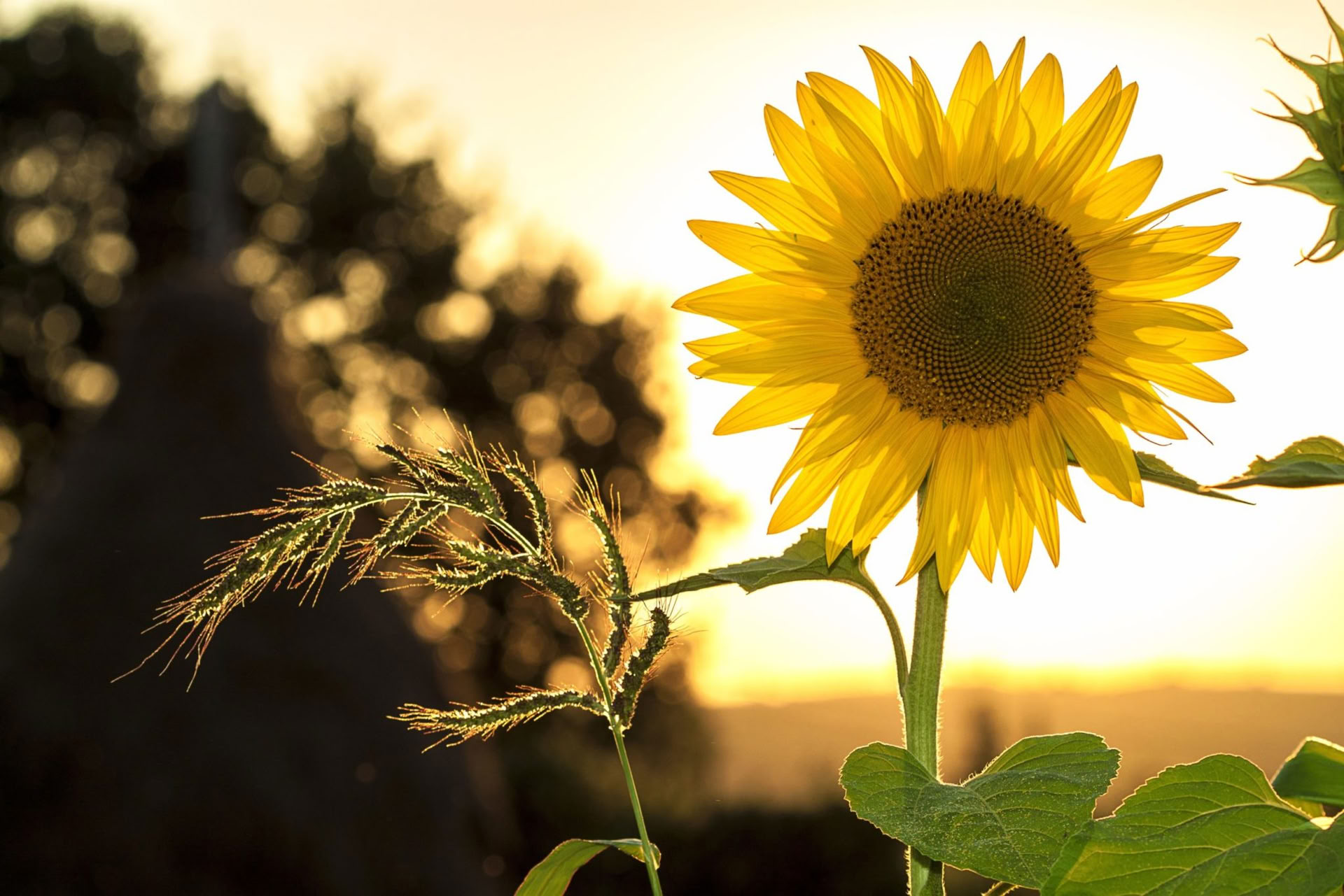 Cultivare la pace: ritiro di movimento consapevole e meditazione