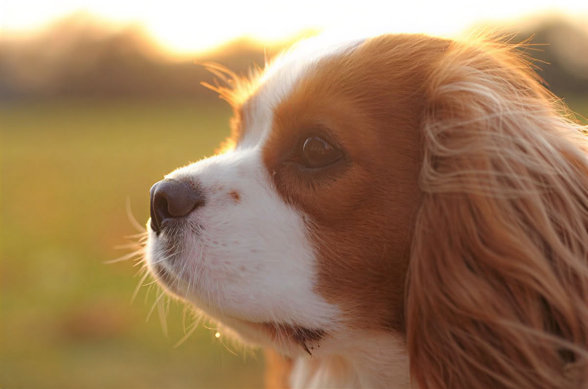 Solo travel – Vacanze Pet Friendly - May '26
