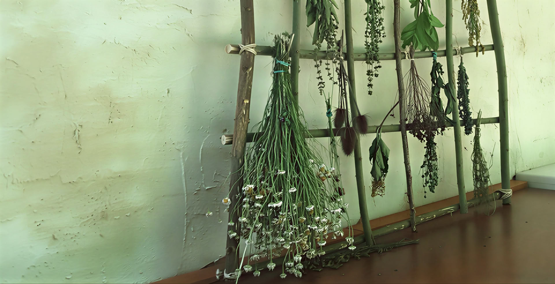 Ayurveda Wellness ritiro