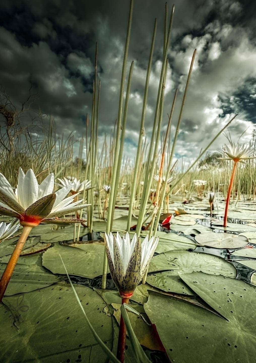 Alchimia Consapevole