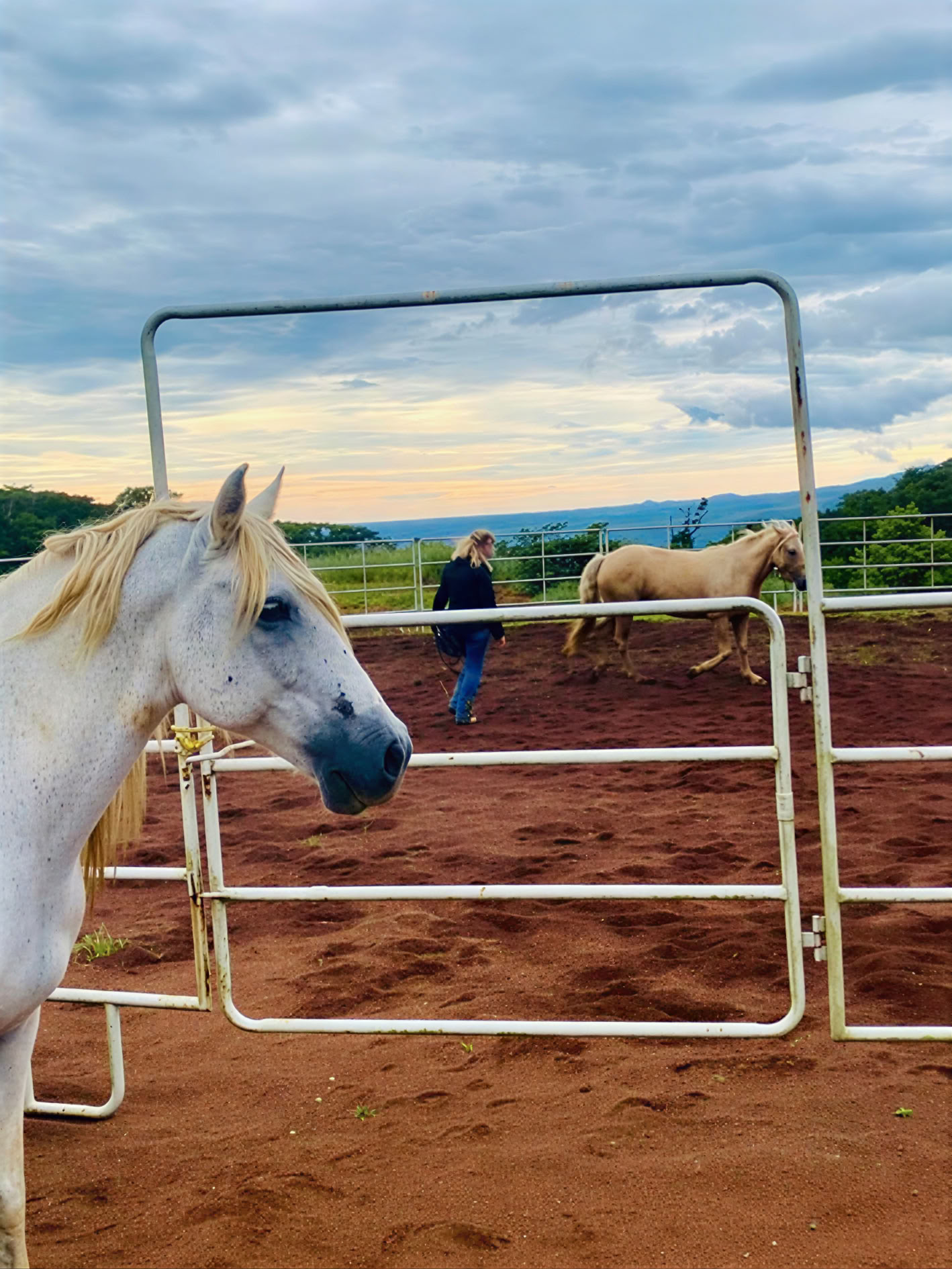 PURA VIDA CONNECTION: Clinica di Horsemanship Olistico di 2 giorni