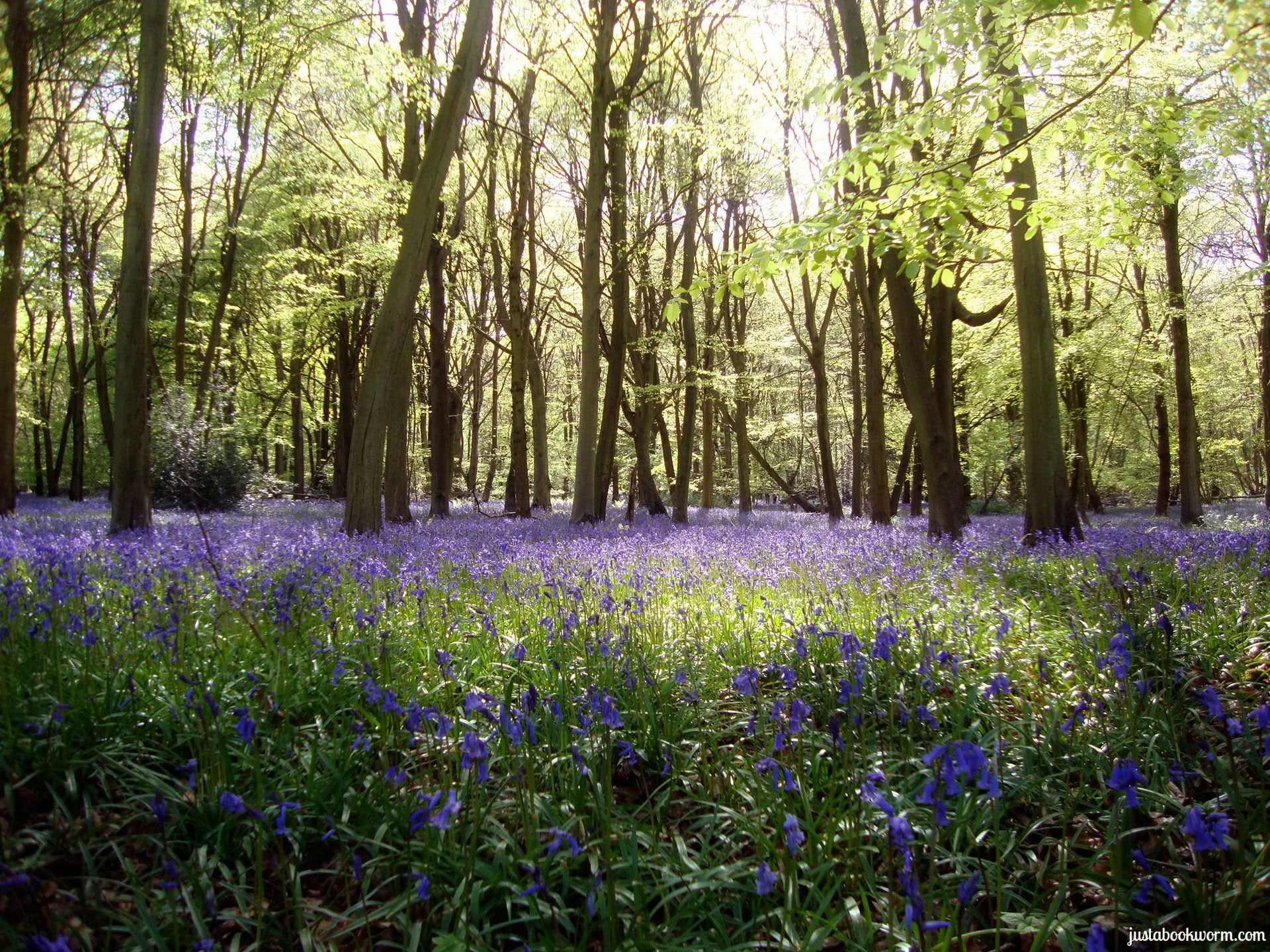 Creative Cooking, Conscious Eating e Yoga Ritiro, Cotswolds, Oxfordshire