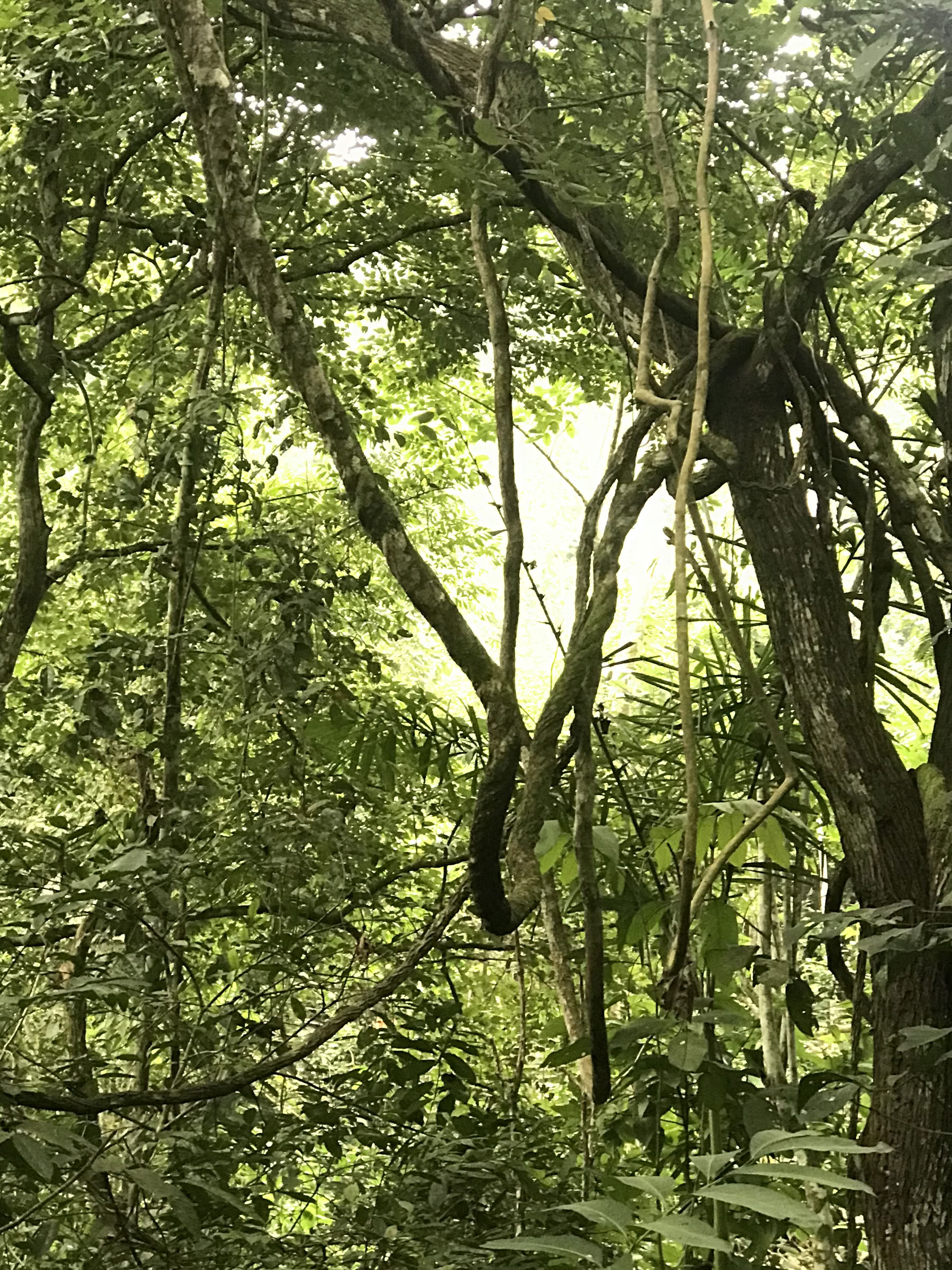 Ritiro Weekend Ayahuasca