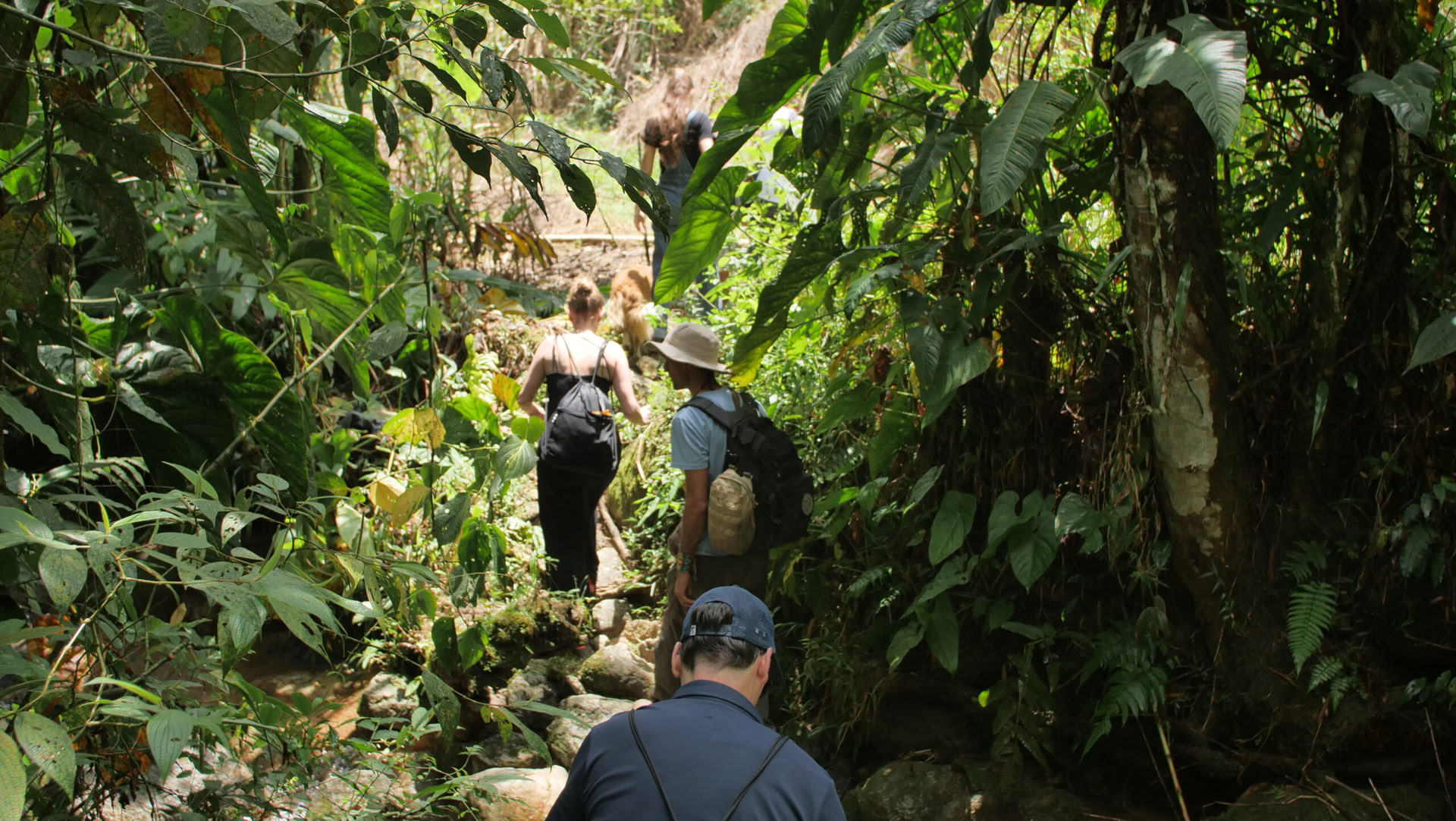 Ayahuasca & Viaggio Somatico
