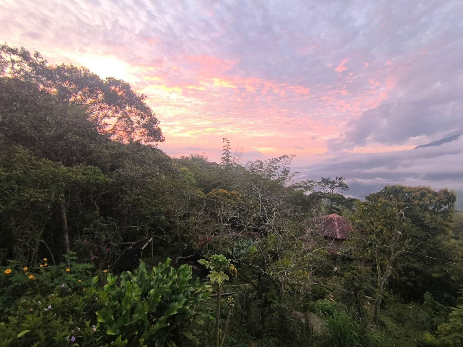 Ayahuasca & Viaggio Somatico