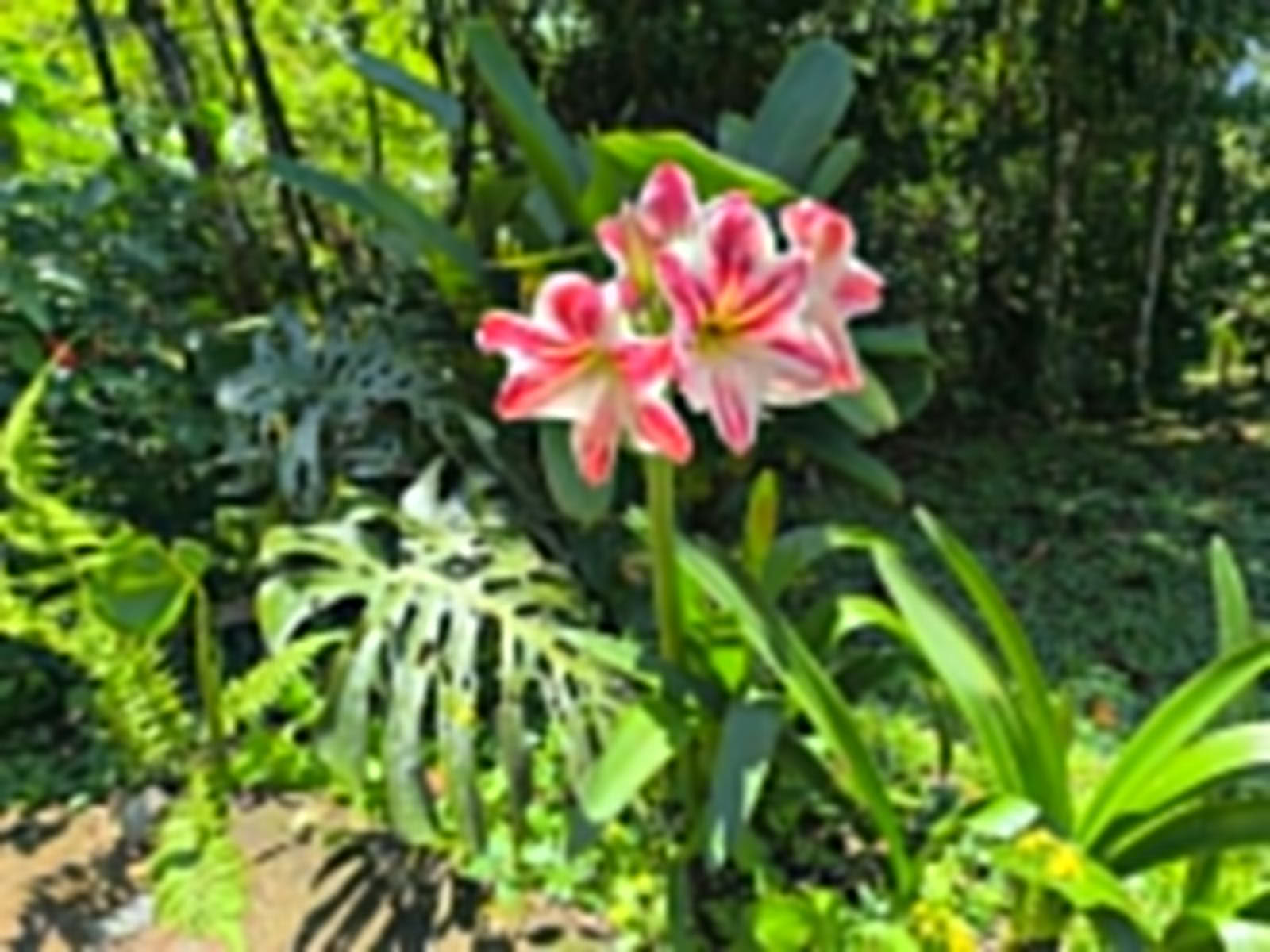 Ayahuasca & Viaggio Somatico