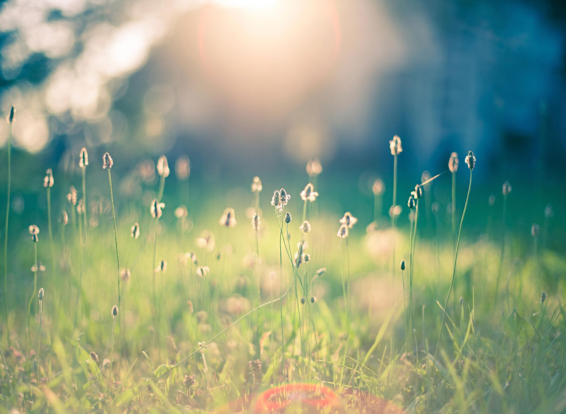 Programma di formazione Reiki di gruppo