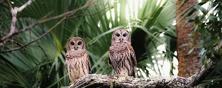 Tour ecologico nella natura