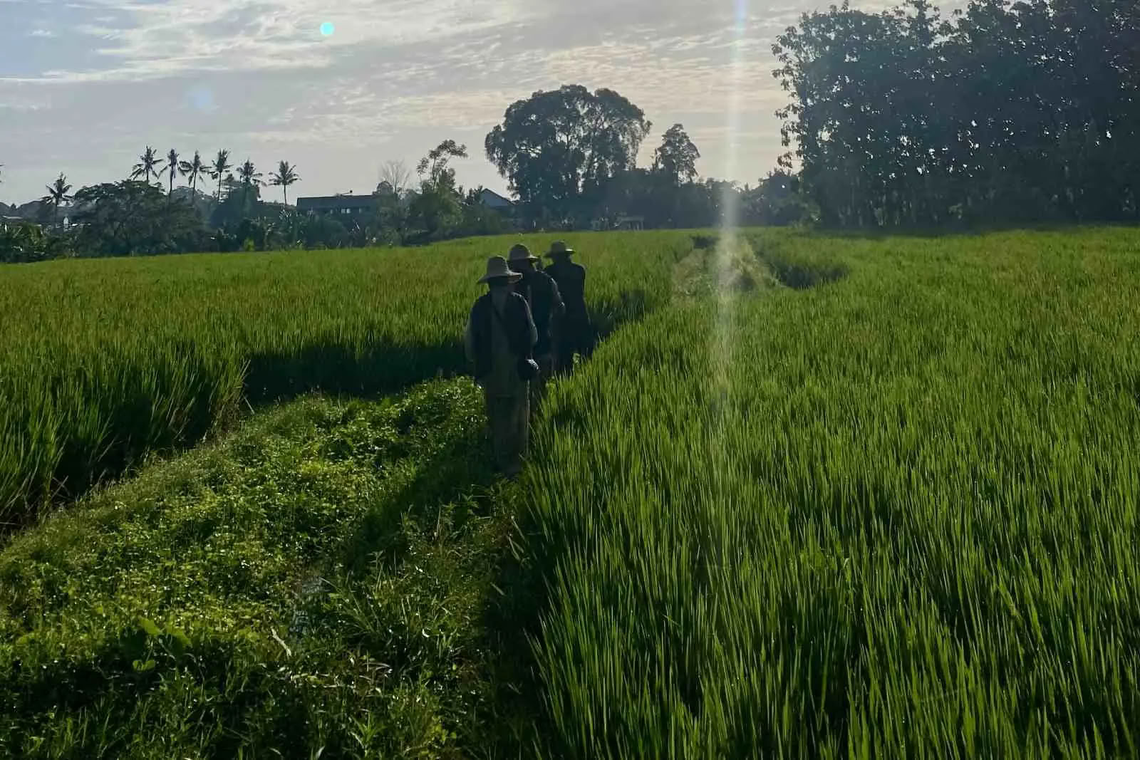 Passeggiata Mattutina Gratuita