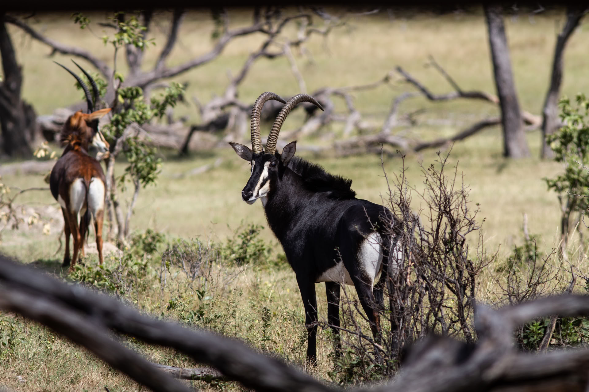 Safari Salute e Benessere
