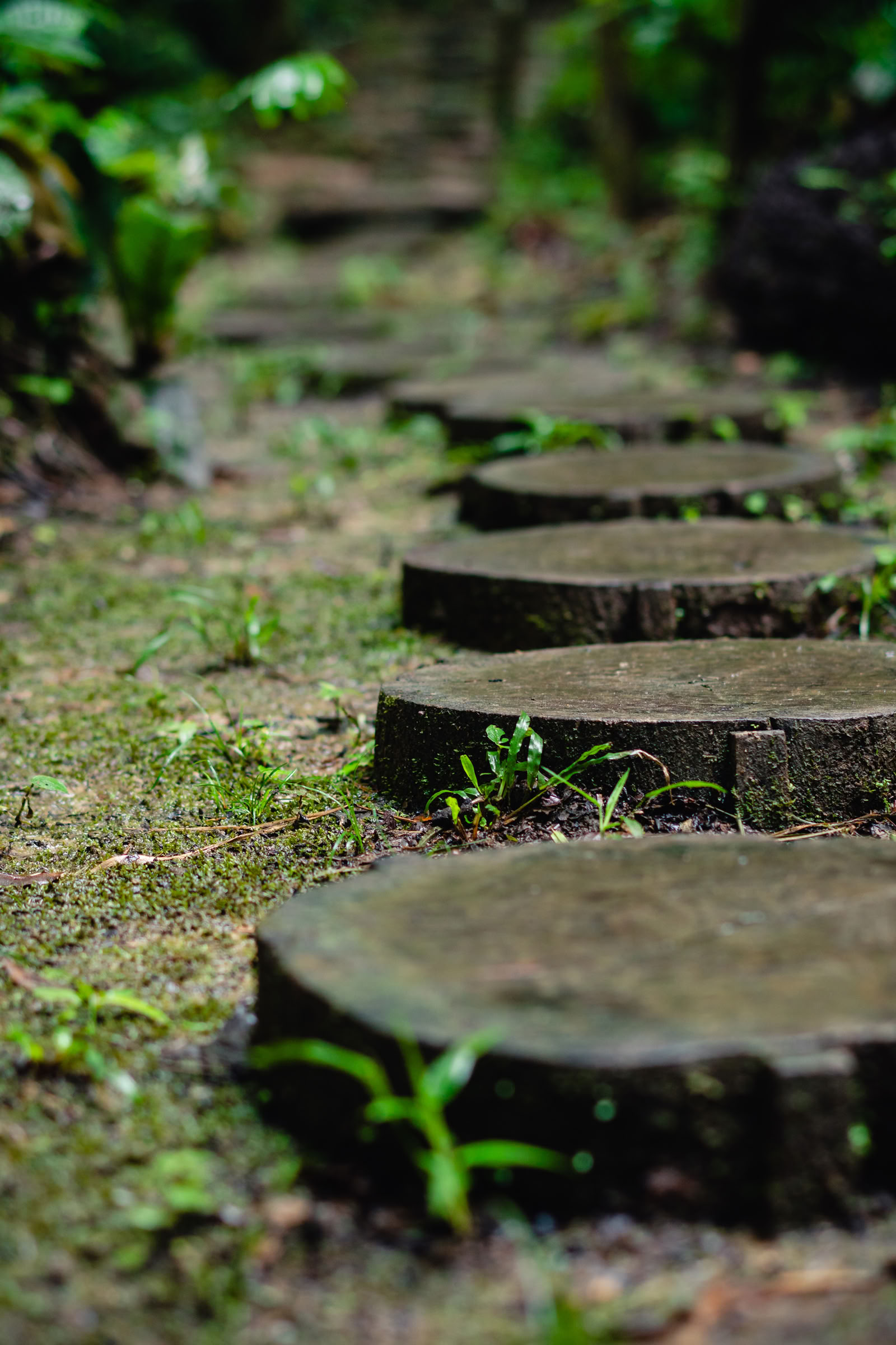 Ayahuasca August 2026 Ritiro di Rinnovamento (12 Giorni)