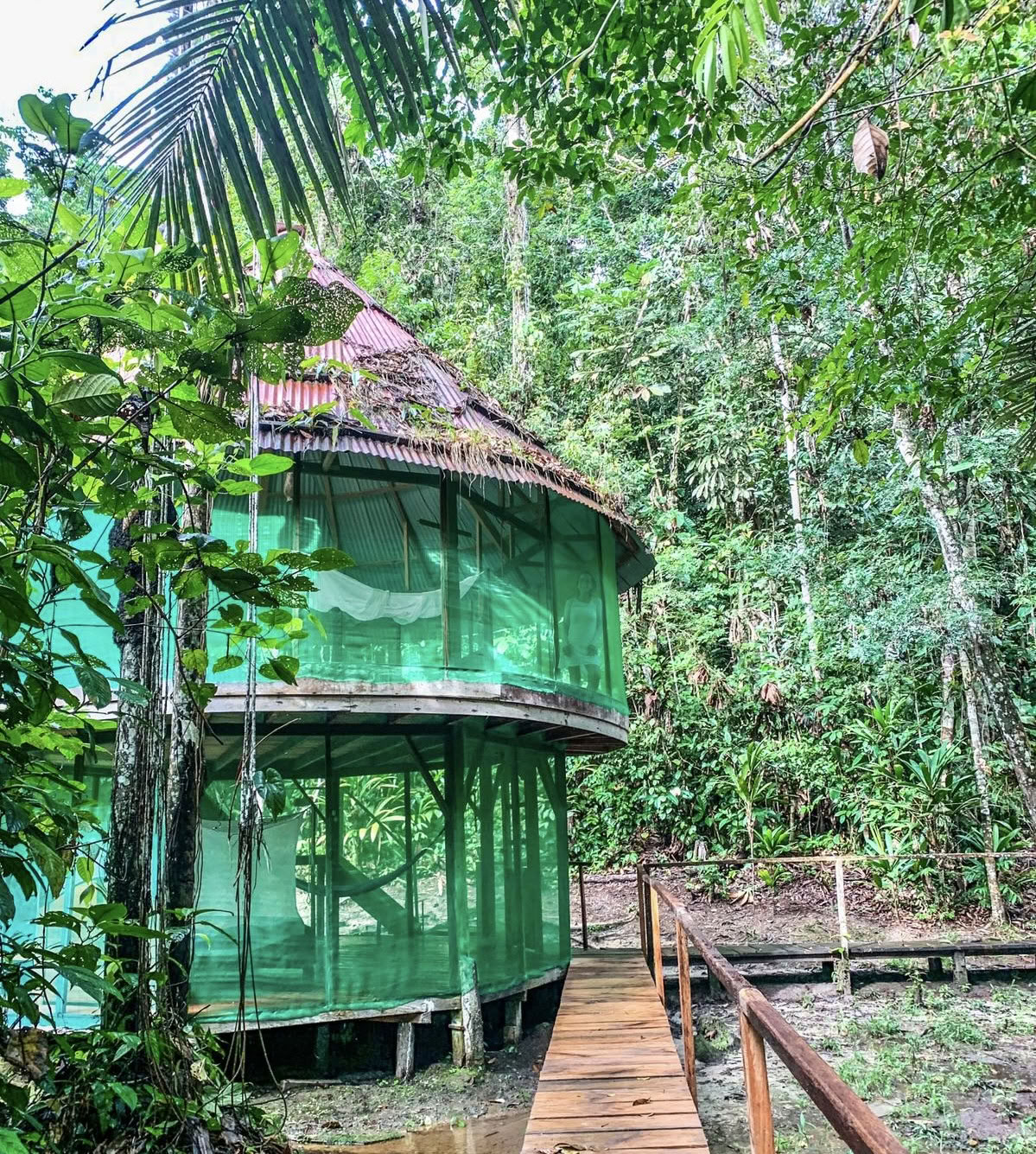 Ayahuasca August 2026 Ritiro di Rinnovamento (12 Giorni)