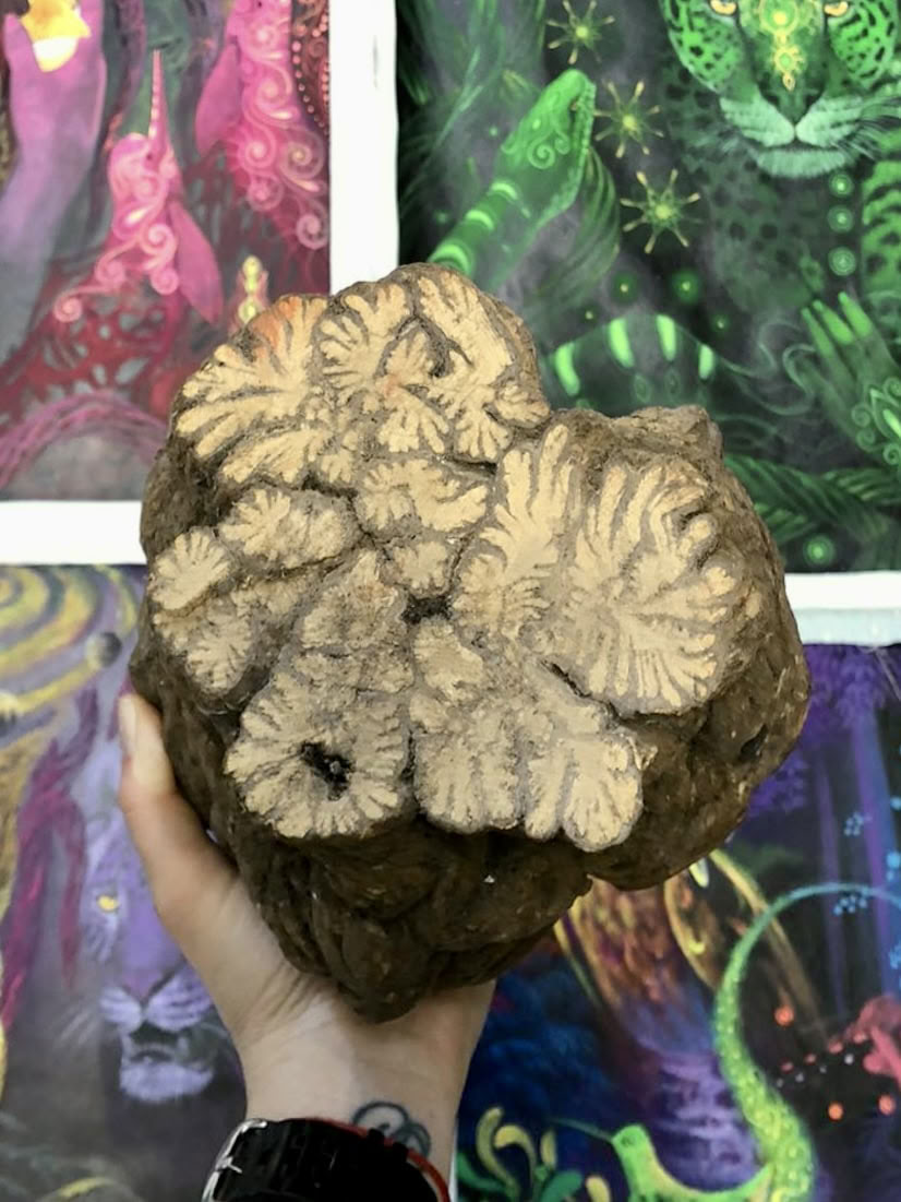 Ayahuasca August 2026 Ritiro di Rinnovamento (12 Giorni)