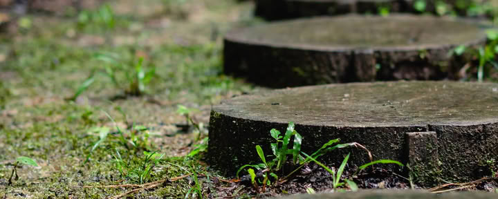 Ayahuasca August 2026 Ritiro di Rinnovamento (12 Giorni)