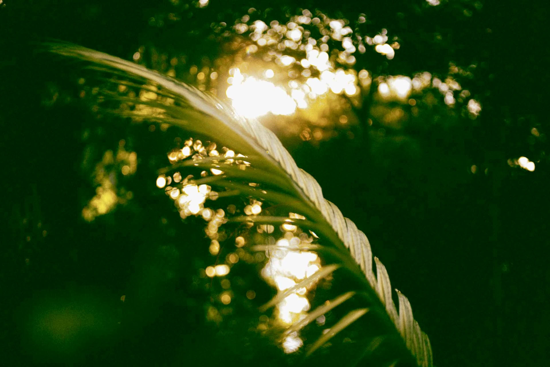 Ritiro di Ayahuasca di 6 giorni