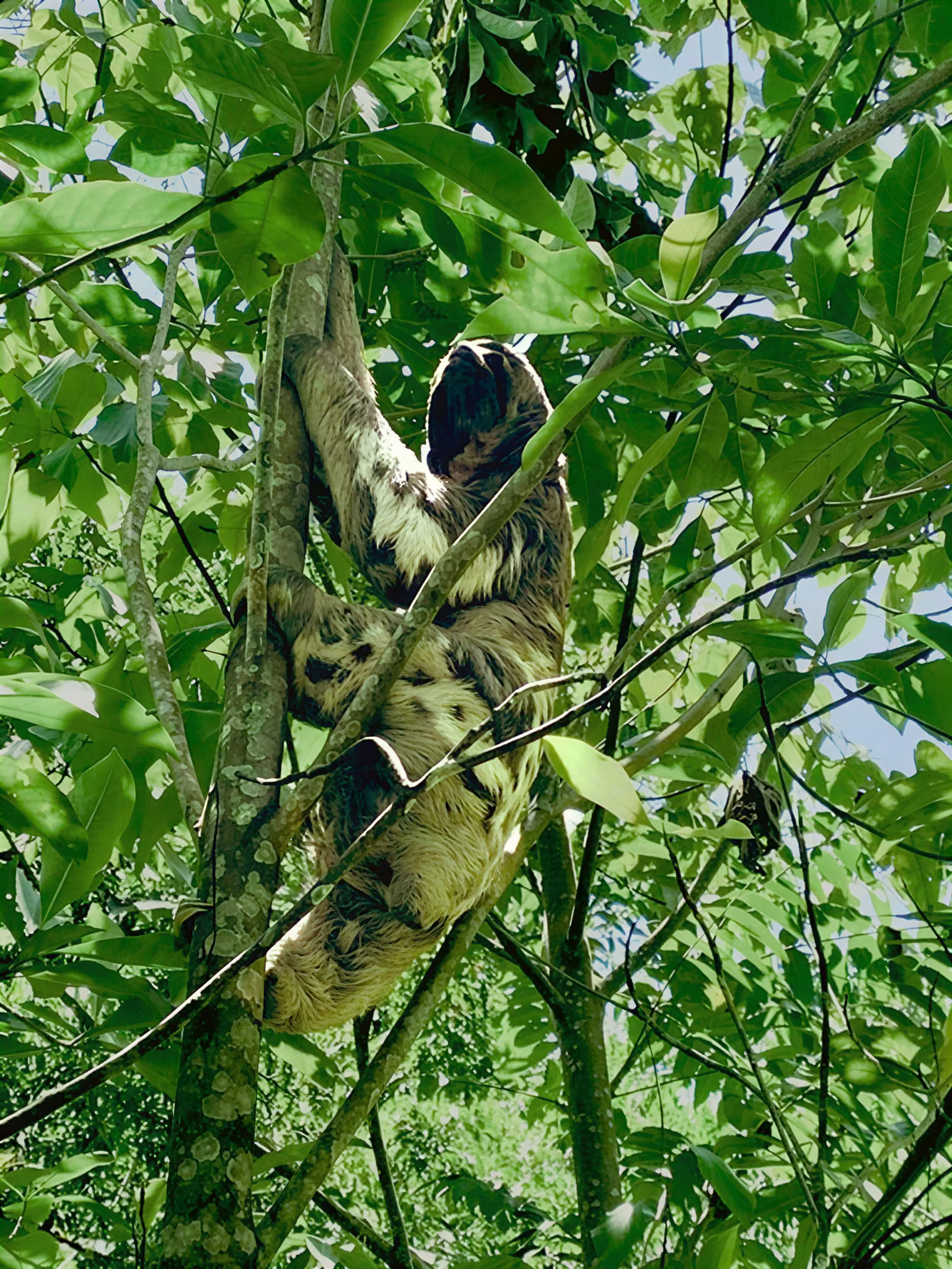 Ritiro di Ayahuasca di 6 giorni