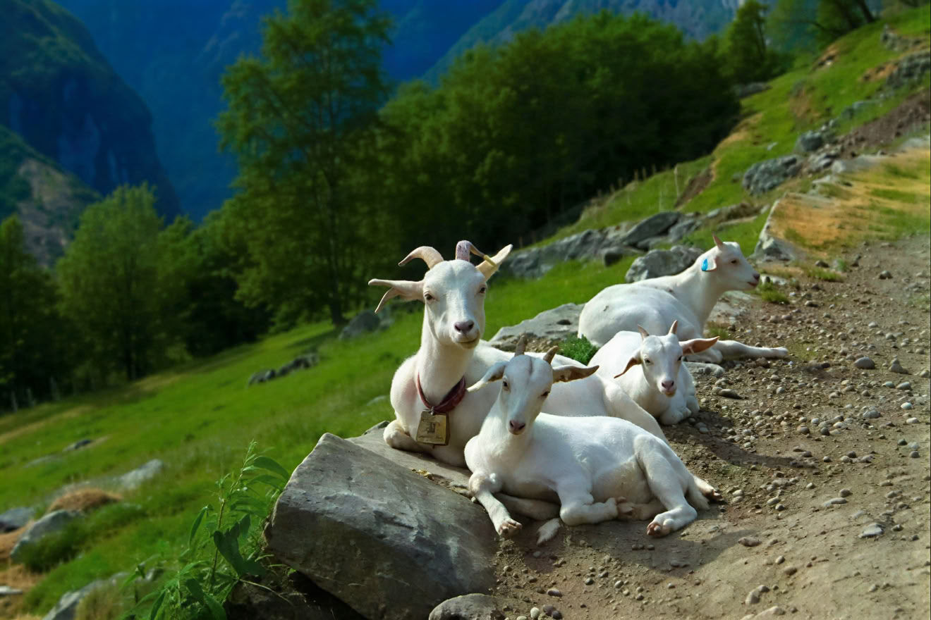 Ritiro di Yoga in Norvegia