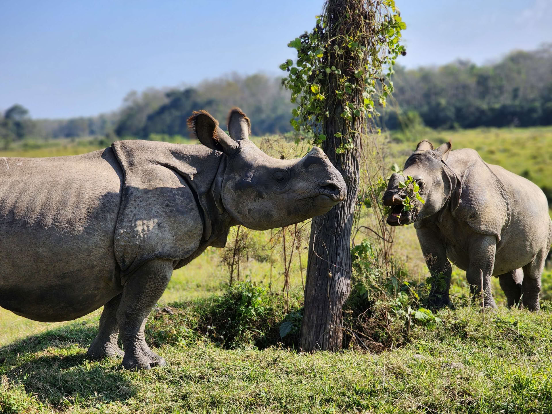 Poon Hill a Chitwan - Yoga . Escursione . Breathwork (LISTA D’ATTESA 2026)