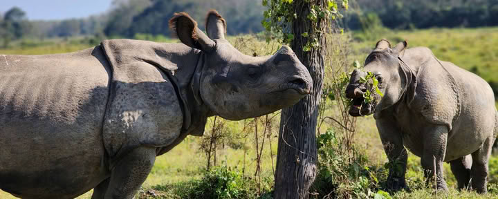 Poon Hill a Chitwan - Yoga . Escursione . Breathwork (LISTA D’ATTESA 2026)