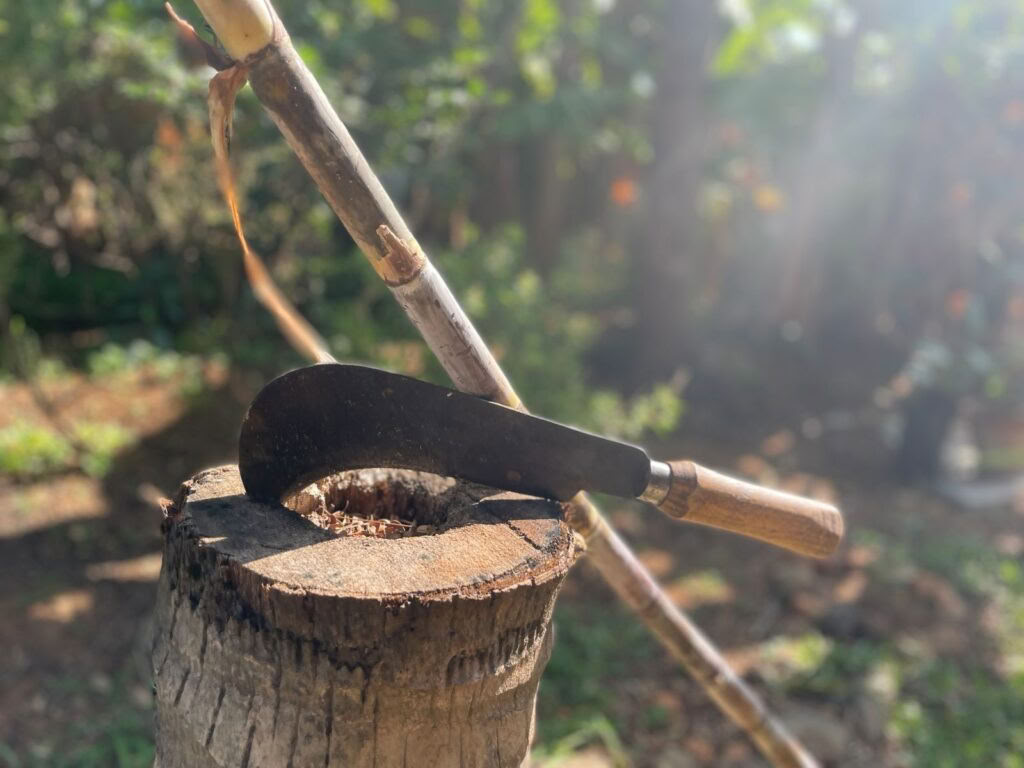 Pancha Kosha Meditazione e Ritiro di Detossificazione