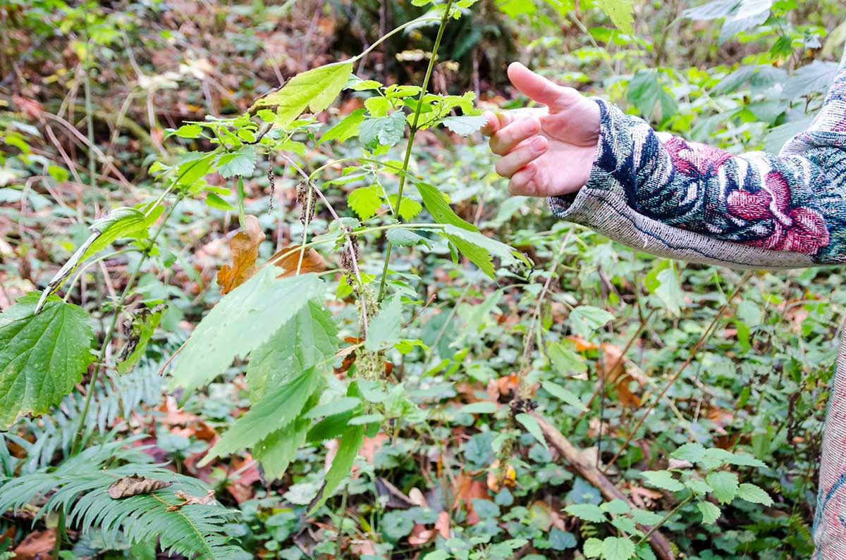 Detox Ritiro – Pulizia Autunnale