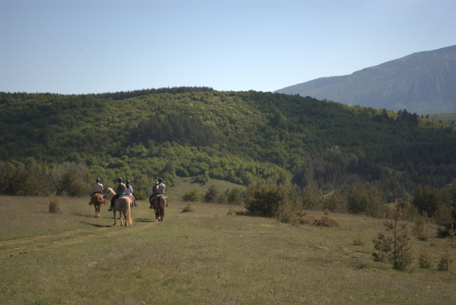 Meditate Con I Cavalli