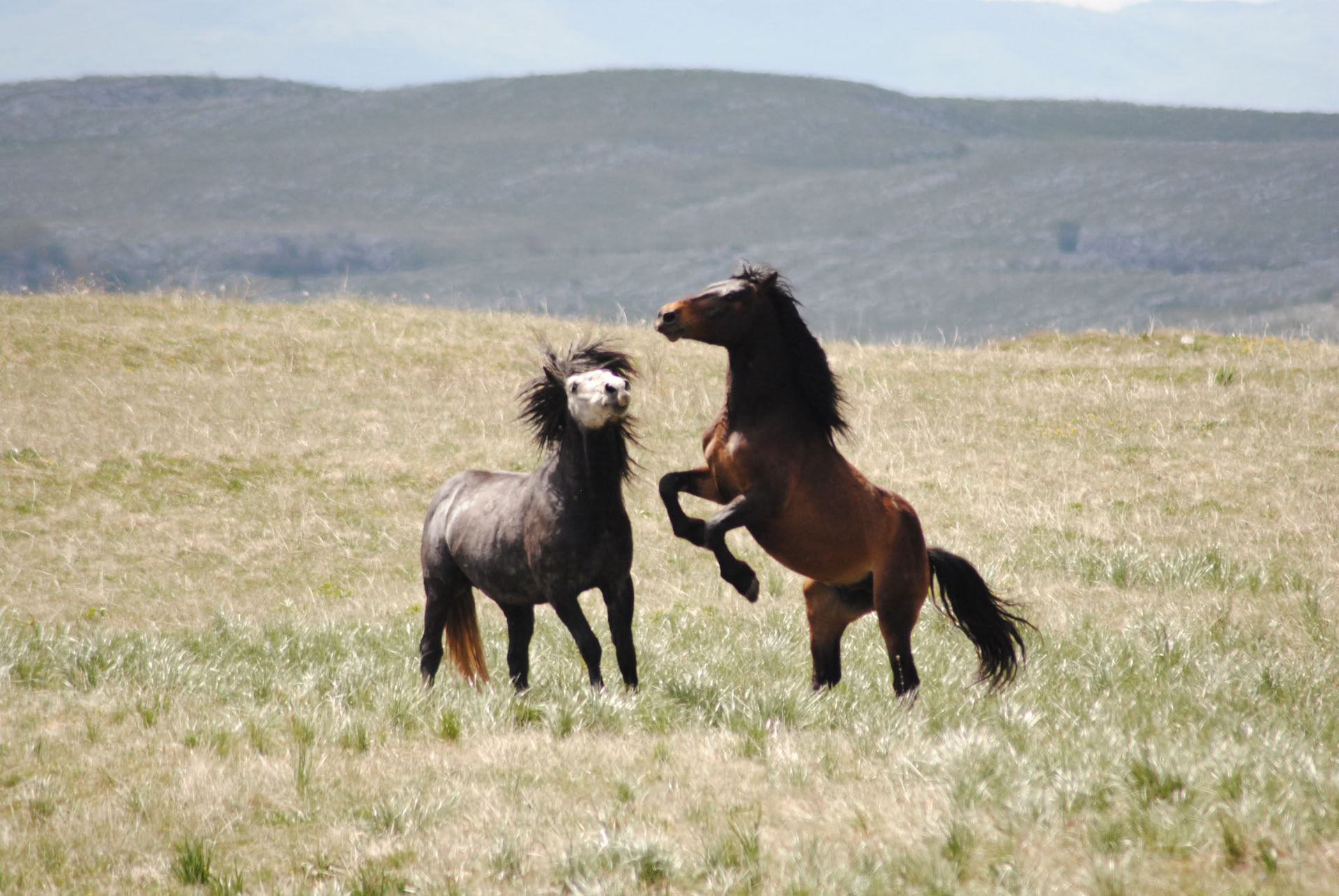 Healing a cavallo | Bosnia 18th - 23rd October