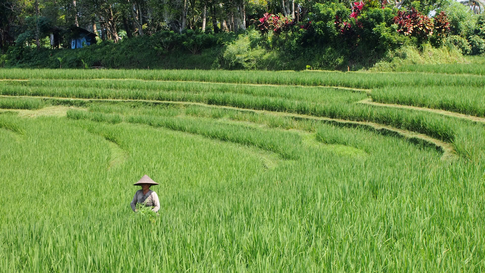 Offerta unica a Bali