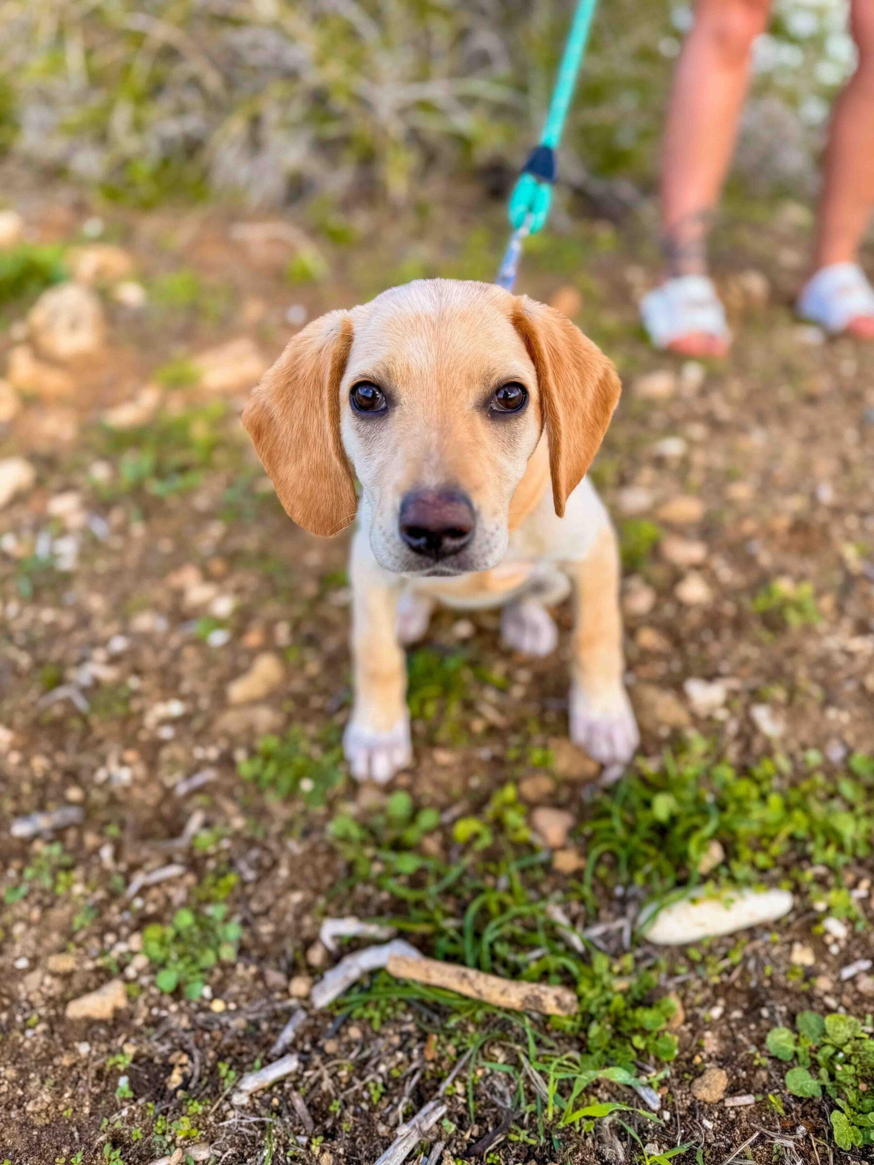 Passeggiata in spiaggia con cuccioli