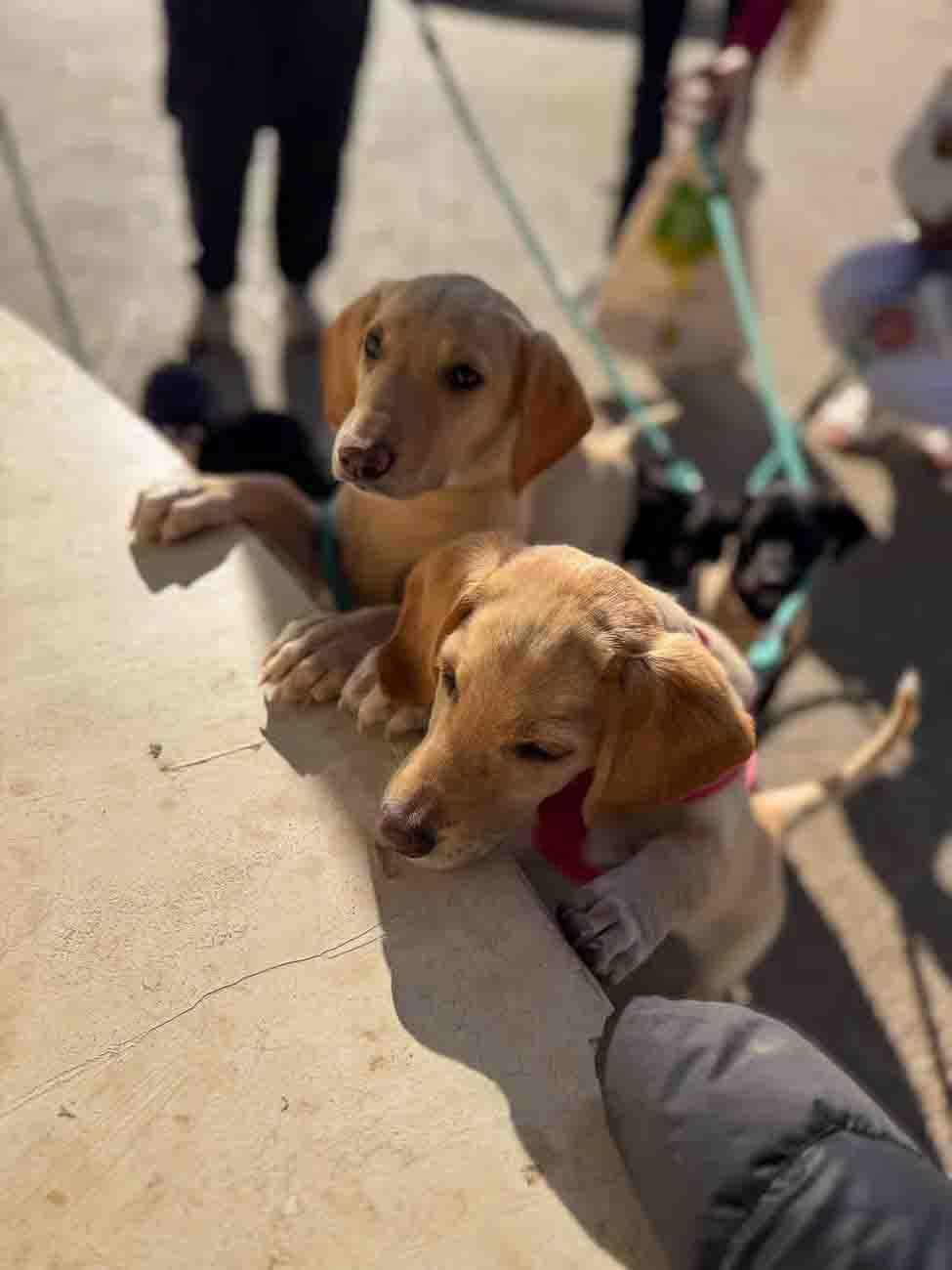 Passeggiata in spiaggia con cuccioli