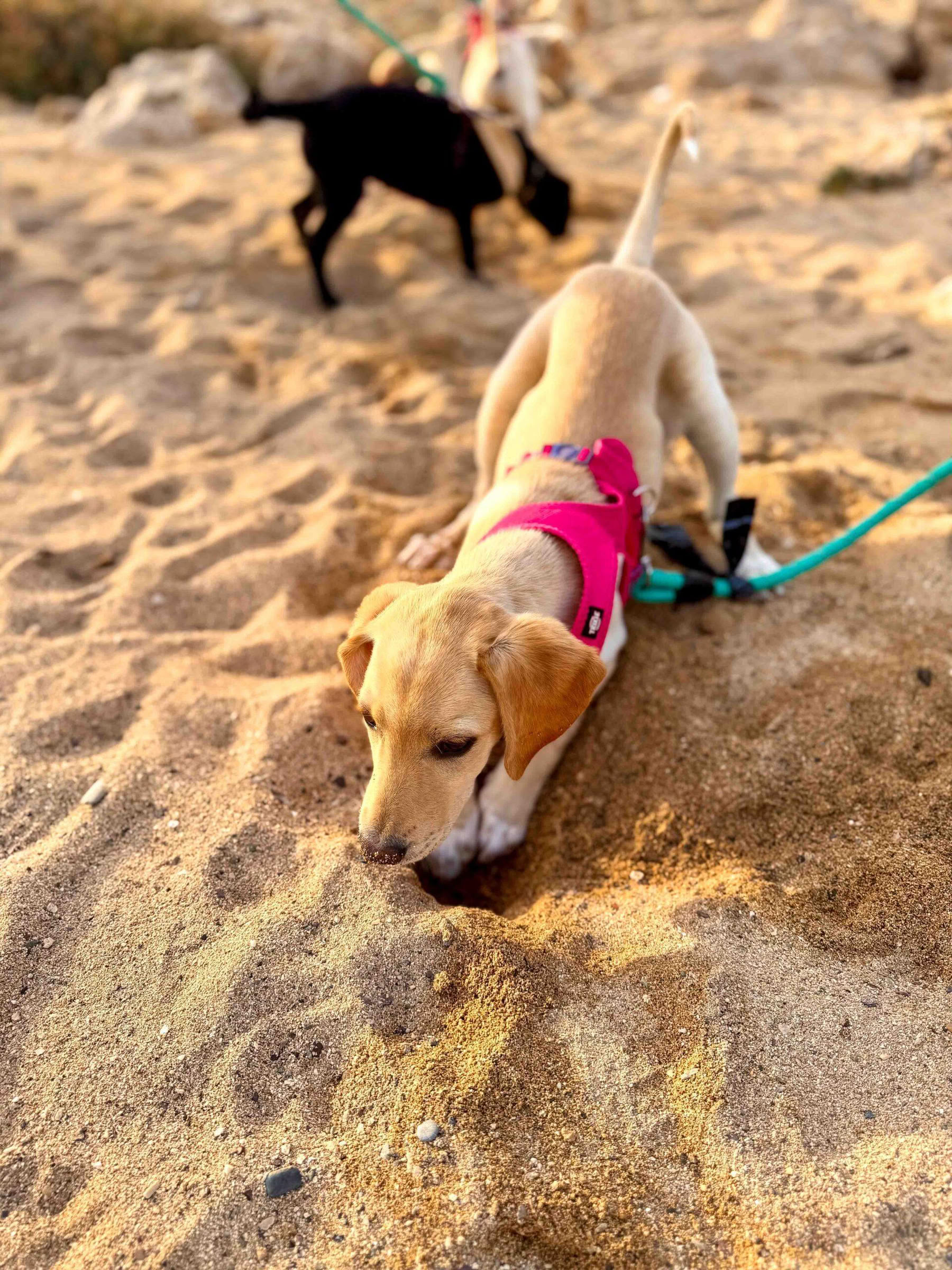 Passeggiata in spiaggia con cuccioli