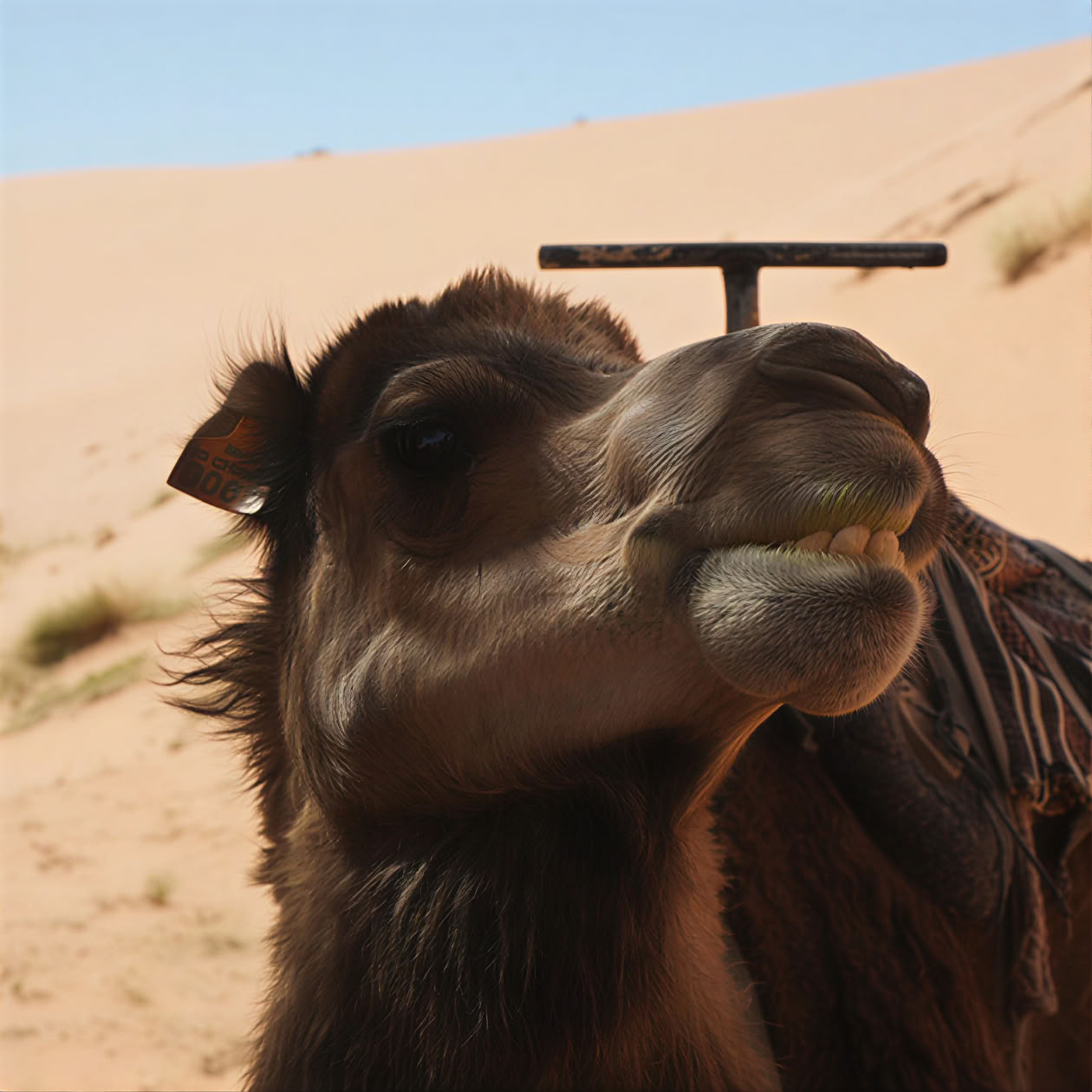 9 Giorni Yoga di Capodanno & esplora il Ritiro nel Deserto – 27 Dic