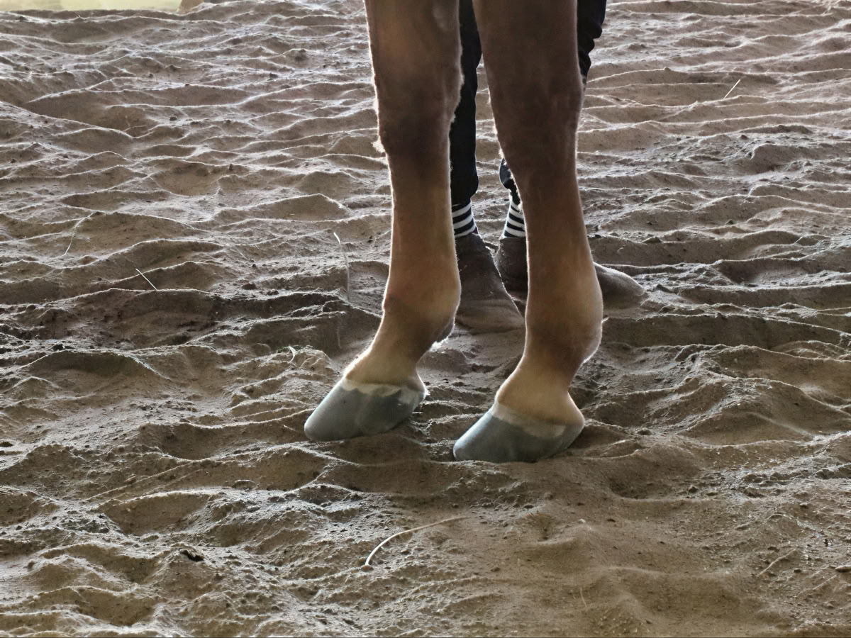 Ritiro per donne a cavallo di apprendimento esperienziale di livello superiore per i partecipanti di ritorno di 4 giorni